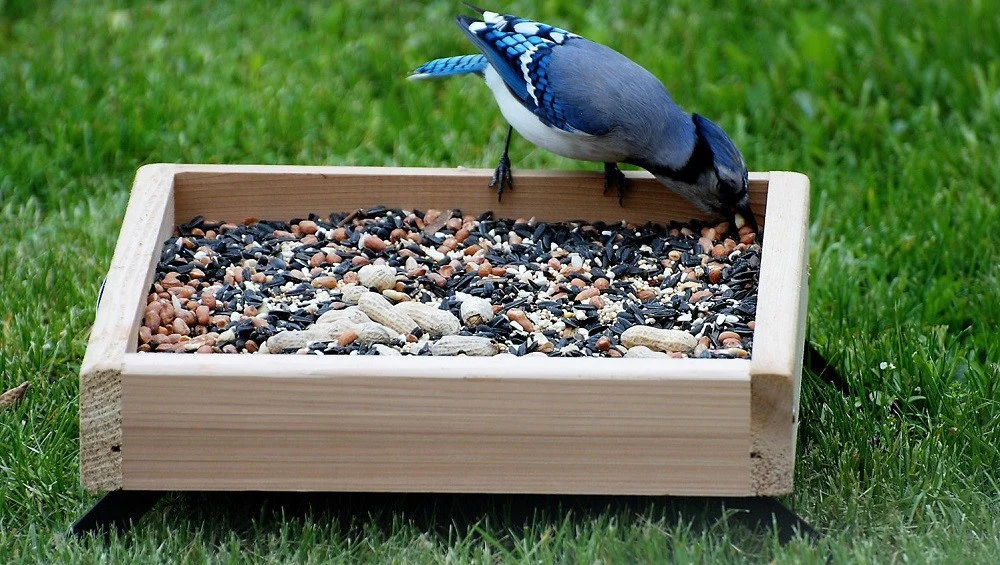 Tauben Geschäft 6 Tauben Geschäft -Tauben Geschäft 92