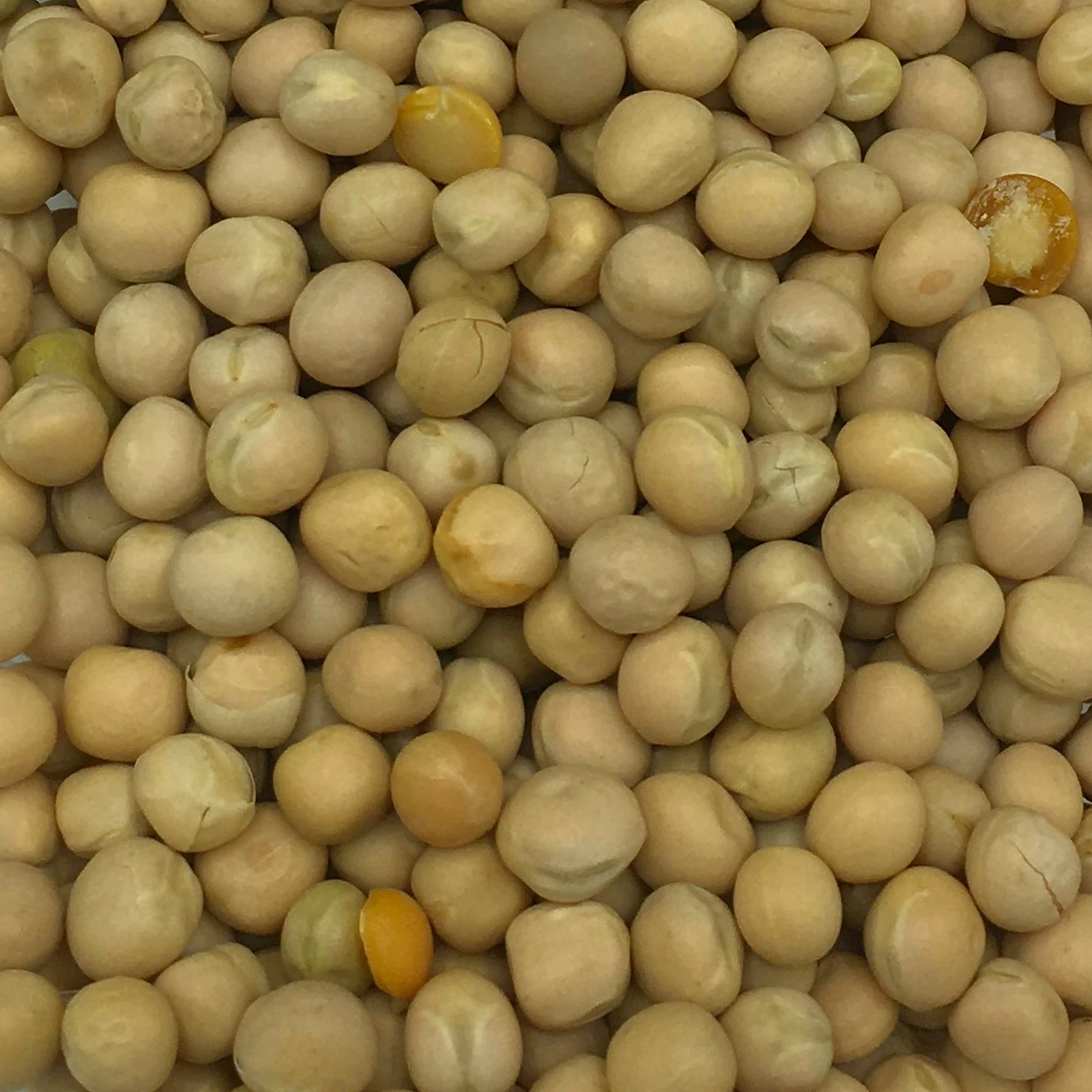 VERSELE-LAGA Erbsen Gelb - Versele 25kg 1 VERSELE-LAGA Erbsen Gelb - Versele 25kg