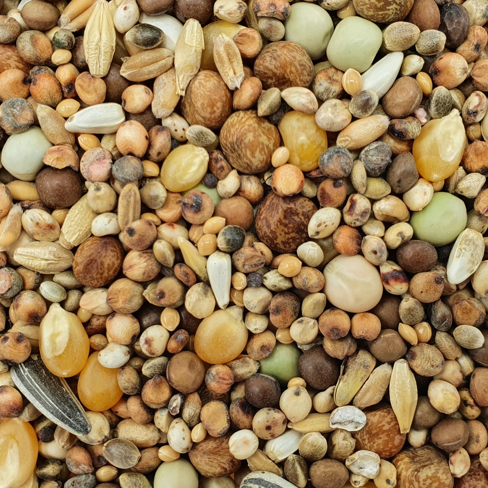 Spinne Stipsky Mischung - Tümmler 25kg 1 Spinne Stipsky Mischung - Tümmler 25kg