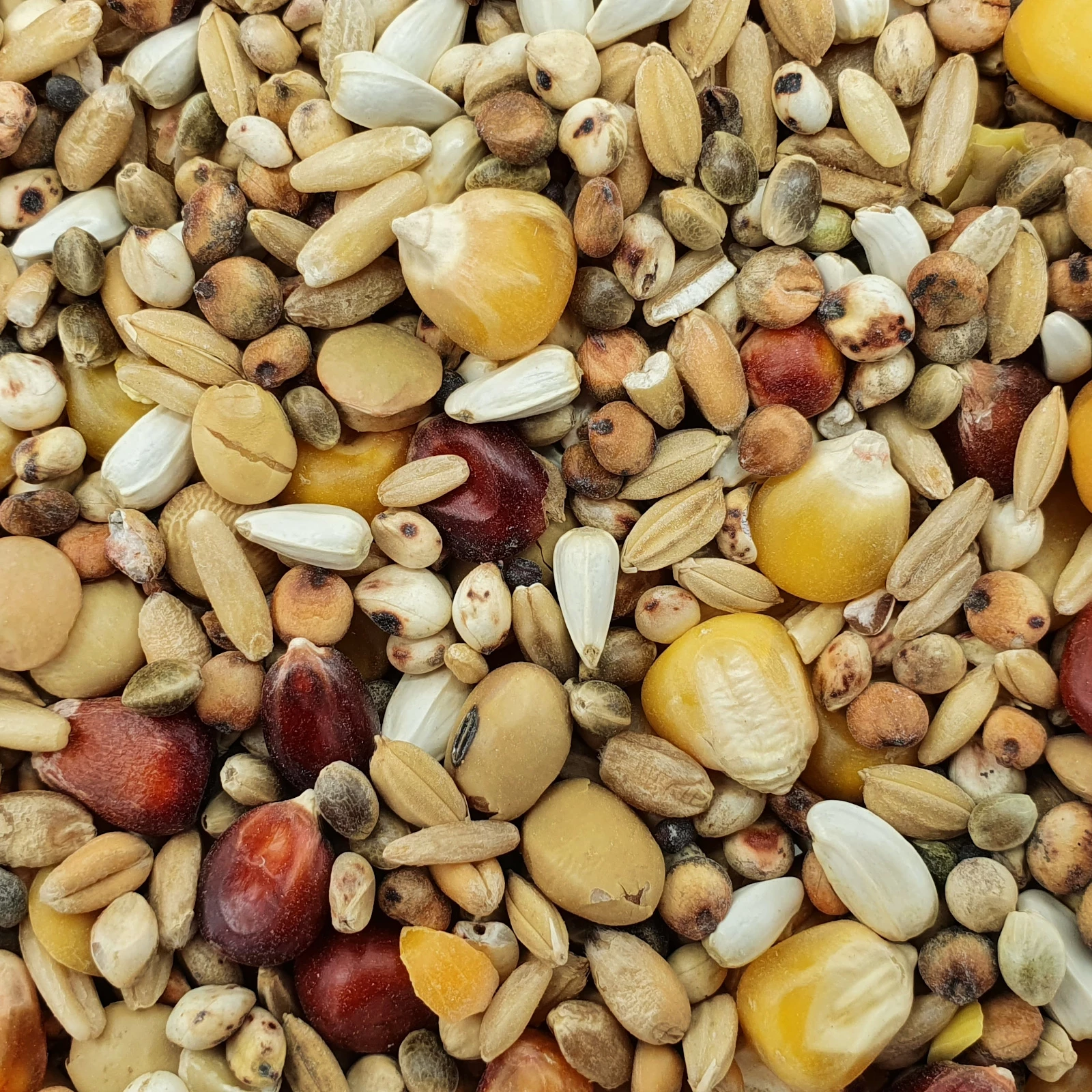 Spinne Top Energy 25kg 1 Spinne Top Energy 25kg