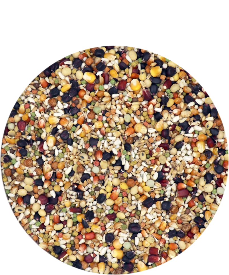 Versele Superstar Plus IC+ Black Label 20kg 1 Versele Superstar Plus IC+ Black Label 20kg